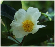http://winvivo.com/files/botanicals/buddha%20fruit%20-%20momordica%20grosvenori%20-%20image.png